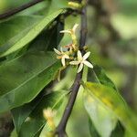 Funtumia africana Floro