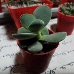 Crassula cotyledonis Folio