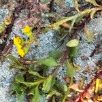 Senecio maritimus Bloem