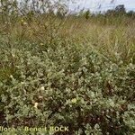 Malvella leprosa Habit