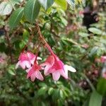 Begonia fuchsioides 花