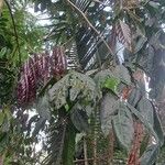 Archidendron jiringa Hoja