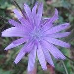 Lactuca macrophylla Flor