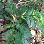 Acacia cornigera Leaf