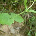 Epilobium montanum Yaprak