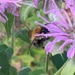 Monarda fistulosa 花