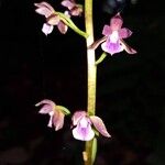 Warreopsis colorata Flor