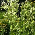 Cirsium oleraceum Habitus