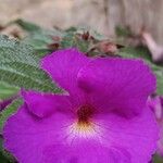 Achimenes grandiflora Цвят