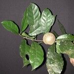 Chrysophyllum venezuelanense Otro