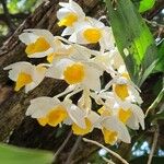 Dendrobium thyrsiflorum Flor