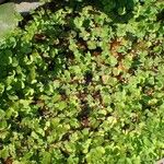 Marsilea quadrifolia Libunga
