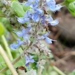 Plectranthus hadiensis (Forssk.) Schweinf. ex Sprengerफूल