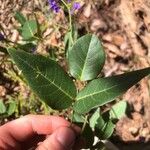 Hardenbergia comptoniana Liść