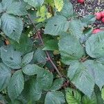 Rubus gratus ഇല