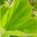 Pelargonium cucullatum Blad