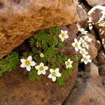 Saxifraga praetermissa Habit