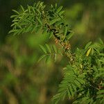 Indigofera suffruticosa Habit