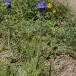 Veronica bellidioides Fula