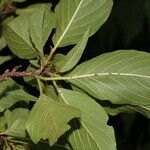 Colubrina elliptica Leaf