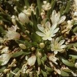 Lewisia pygmaea Flower
