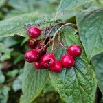 Cotoneaster bullatus 果實