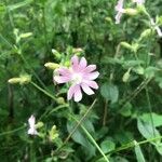 Silene dioicaFlower