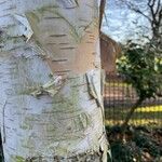 Betula utilis Bark