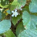 Rubus echinatus 花
