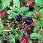 Rubus ulmifoliusFrucht