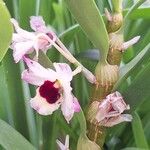 Dendrobium nobile Flower