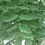 Sophora japonica Leaf