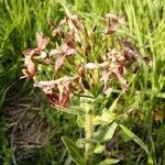 Hesperis tristis Квітка