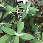 Buddleja loricata Leaf