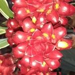 Tapeinochilos ananassae Λουλούδι