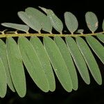 Tephrosia multifolia