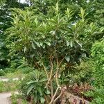 Eriobotrya japonica Libunga