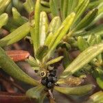 Scaevola balansae Fruit