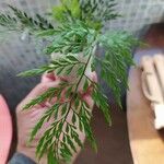 Onychium japonicum Leaf