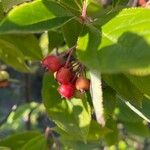 Aronia arbutifolia Fruit