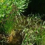 Juncus ensifolius Flors