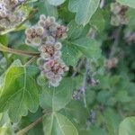 Rhus aromatica Fruit