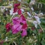 Nicotiana alataЦветок