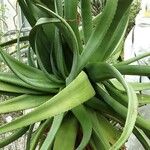 Aloe bulbillifera पत्ता