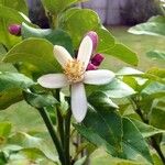 Citrus aurantium Flor