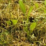 Sagittaria graminea Habitat