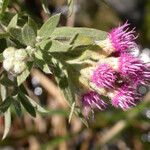 Pluchea sericea Flower