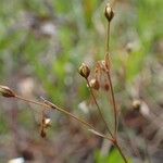 Linum catharticum Fruit