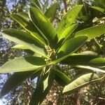 Ficus salicifolia Hábitos