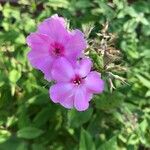 Phlox drummondii Flower
